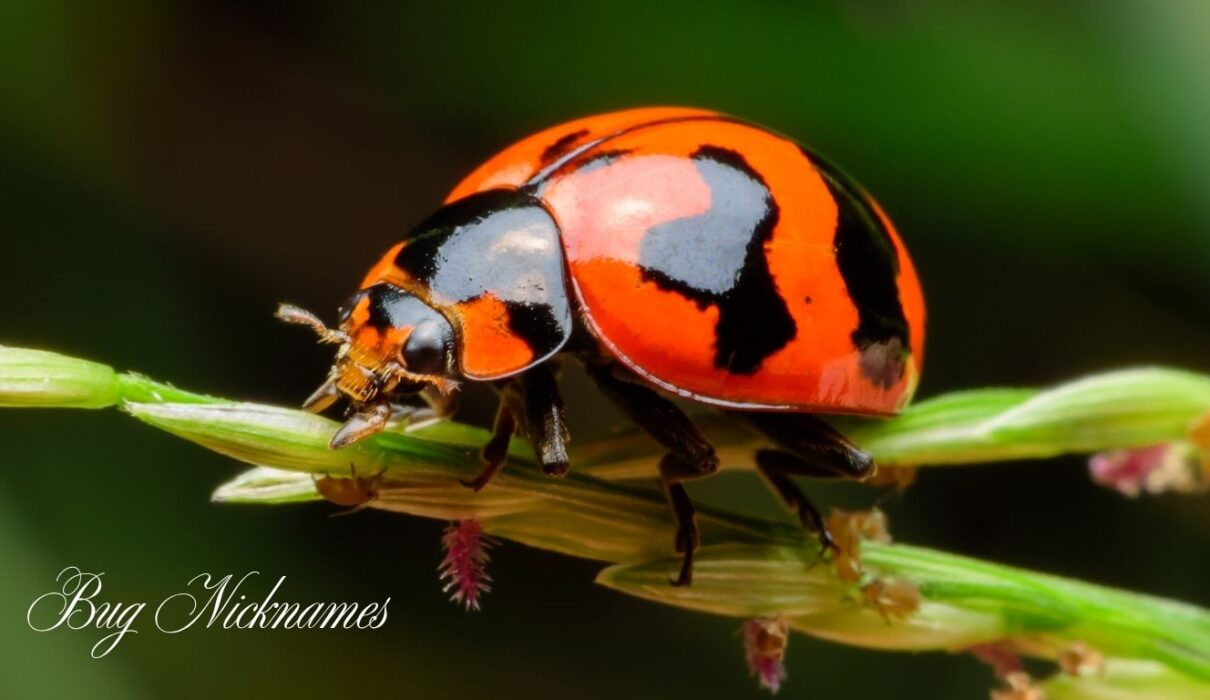 Bug Nicknames