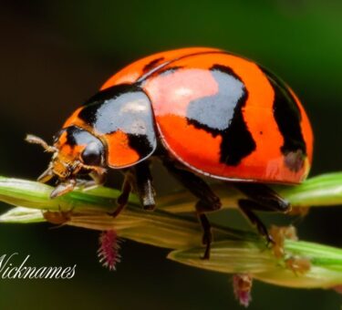 Bug Nicknames