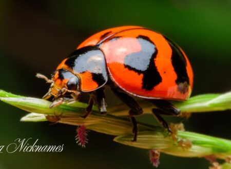 Bug Nicknames