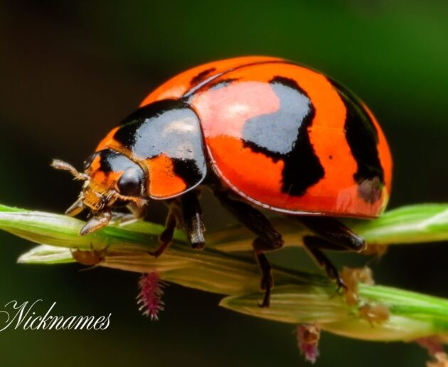 Bug Nicknames