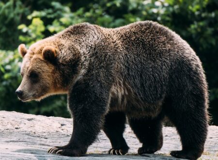 bear nicknames