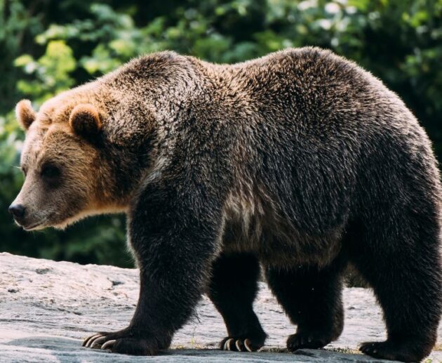 bear nicknames