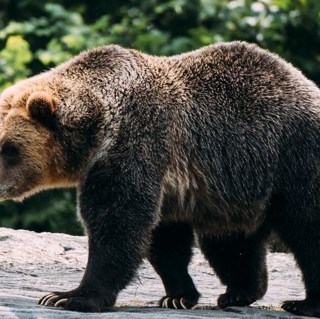 bear nicknames