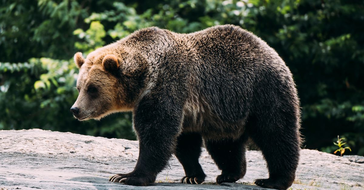 bear nicknames