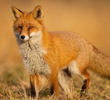 fox nicknames