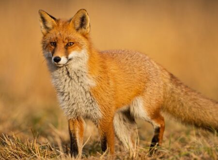 fox nicknames