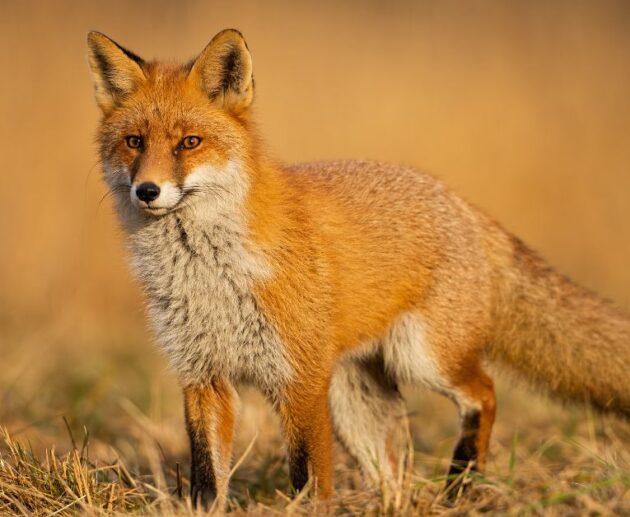 fox nicknames