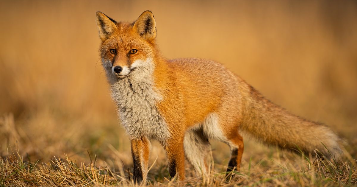 fox nicknames