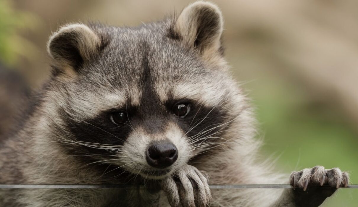 raccoon nicknames