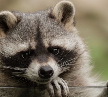 raccoon nicknames