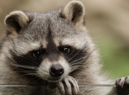 raccoon nicknames