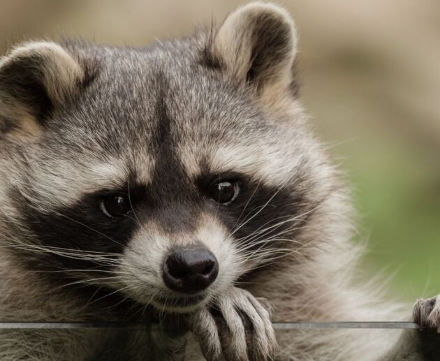 raccoon nicknames