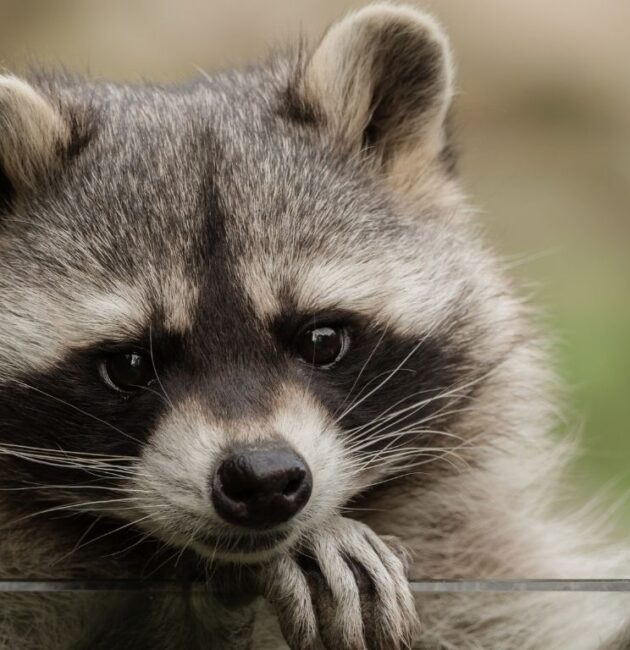 raccoon nicknames